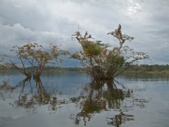 14-Cormorant in a tree in the Laguna Grande